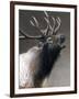 American Icon- Elk-Kevin Daniel-Framed Art Print