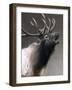 American Icon- Elk-Kevin Daniel-Framed Art Print