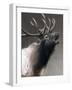 American Icon- Elk-Kevin Daniel-Framed Art Print