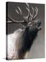 American Icon- Elk-Kevin Daniel-Stretched Canvas