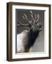 American Icon- Elk-Kevin Daniel-Framed Art Print