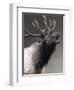 American Icon- Elk-Kevin Daniel-Framed Art Print