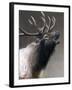 American Icon- Elk-Kevin Daniel-Framed Art Print