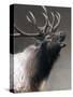 American Icon- Elk-Kevin Daniel-Stretched Canvas
