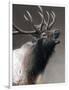 American Icon- Elk-Kevin Daniel-Framed Art Print