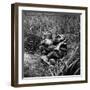 American Infantryman Terry Moore Taking Cover; Japanese Artillery Fire Explodes Nearby During-W^ Eugene Smith-Framed Photographic Print