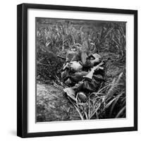 American Infantryman Terry Moore Taking Cover; Japanese Artillery Fire Explodes Nearby During-W^ Eugene Smith-Framed Photographic Print