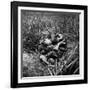 American Infantryman Terry Moore Taking Cover; Japanese Artillery Fire Explodes Nearby During-W^ Eugene Smith-Framed Photographic Print