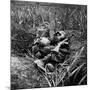American Infantryman Terry Moore Taking Cover; Japanese Artillery Fire Explodes Nearby During-W^ Eugene Smith-Mounted Photographic Print