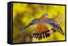 American Kestrel Displaying, Wings Oustretched-null-Framed Stretched Canvas