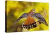American Kestrel Displaying, Wings Oustretched-null-Stretched Canvas