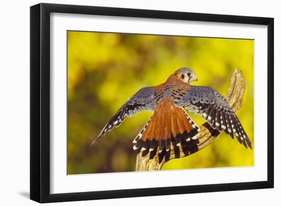 American Kestrel Displaying, Wings Oustretched-null-Framed Premium Photographic Print