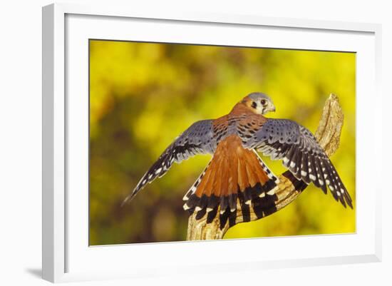 American Kestrel Displaying, Wings Oustretched-null-Framed Photographic Print