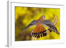 American Kestrel Displaying, Wings Oustretched-null-Framed Photographic Print