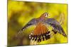American Kestrel Displaying, Wings Oustretched-null-Mounted Photographic Print