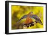 American Kestrel Displaying, Wings Oustretched-null-Framed Photographic Print