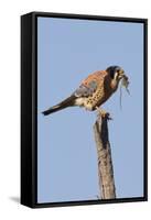 American Kestrel Eating a Rodent-Hal Beral-Framed Stretched Canvas