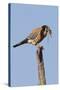 American Kestrel Eating a Rodent-Hal Beral-Stretched Canvas
