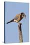 American Kestrel Eating a Rodent-Hal Beral-Stretched Canvas