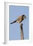 American Kestrel Eating a Rodent-Hal Beral-Framed Photographic Print