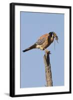 American Kestrel Eating a Rodent-Hal Beral-Framed Photographic Print