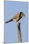 American Kestrel Eating a Rodent-Hal Beral-Mounted Photographic Print