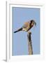 American Kestrel Eating a Rodent-Hal Beral-Framed Photographic Print