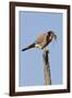 American Kestrel Eating a Rodent-Hal Beral-Framed Photographic Print
