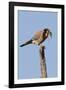 American Kestrel Eating a Rodent-Hal Beral-Framed Photographic Print