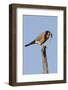 American Kestrel Eating a Rodent-Hal Beral-Framed Photographic Print