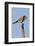 American Kestrel Eating a Rodent-Hal Beral-Framed Photographic Print