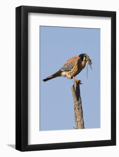 American Kestrel Eating a Rodent-Hal Beral-Framed Photographic Print