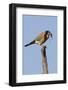 American Kestrel Eating a Rodent-Hal Beral-Framed Photographic Print