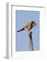 American Kestrel Eating a Rodent-Hal Beral-Framed Photographic Print