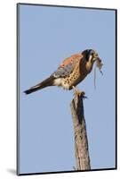 American Kestrel Eating a Rodent-Hal Beral-Mounted Photographic Print