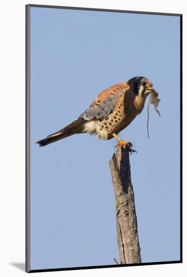 American Kestrel Eating a Rodent-Hal Beral-Mounted Photographic Print