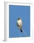 American Kestrel (Falco sparverius) adult male, perched on twig, New Mexico-David Tipling-Framed Photographic Print