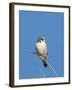 American Kestrel (Falco sparverius) adult male, perched on twig, New Mexico-David Tipling-Framed Photographic Print