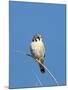 American Kestrel (Falco sparverius) adult male, perched on twig, New Mexico-David Tipling-Mounted Photographic Print