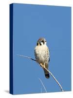 American Kestrel (Falco sparverius) adult male, perched on twig, New Mexico-David Tipling-Stretched Canvas