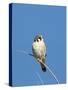 American Kestrel (Falco sparverius) adult male, perched on twig, New Mexico-David Tipling-Stretched Canvas