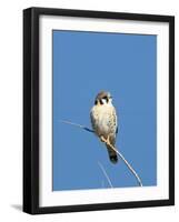 American Kestrel (Falco sparverius) adult male, perched on twig, New Mexico-David Tipling-Framed Photographic Print