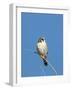 American Kestrel (Falco sparverius) adult male, perched on twig, New Mexico-David Tipling-Framed Photographic Print