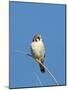 American Kestrel (Falco sparverius) adult male, perched on twig, New Mexico-David Tipling-Mounted Photographic Print