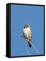 American Kestrel (Falco sparverius) adult male, perched on twig, New Mexico-David Tipling-Framed Stretched Canvas