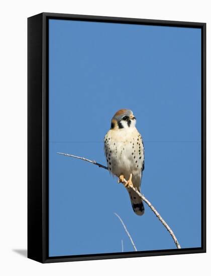 American Kestrel (Falco sparverius) adult male, perched on twig, New Mexico-David Tipling-Framed Stretched Canvas