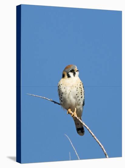 American Kestrel (Falco sparverius) adult male, perched on twig, New Mexico-David Tipling-Stretched Canvas