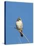 American Kestrel (Falco sparverius) adult male, perched on twig, New Mexico-David Tipling-Stretched Canvas