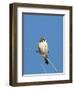 American Kestrel (Falco sparverius) adult male, perched on twig, New Mexico-David Tipling-Framed Photographic Print