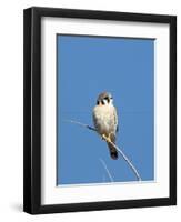 American Kestrel (Falco sparverius) adult male, perched on twig, New Mexico-David Tipling-Framed Photographic Print